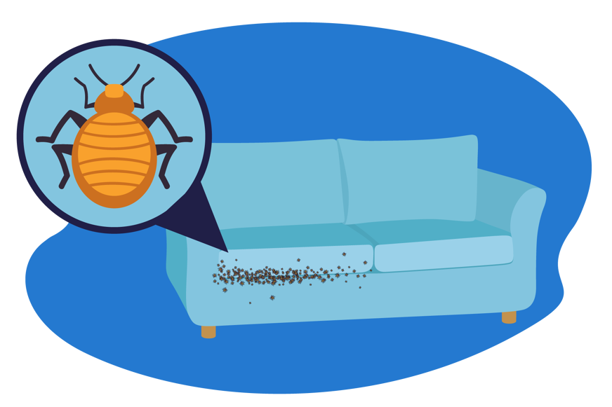 o que são percevejos